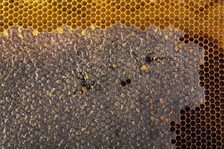 yellow honeycomb texture 95678 362 1 1